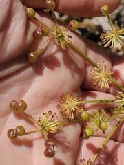 Tauschia kelloggii
