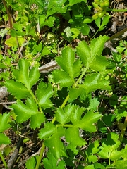 Tauschia kelloggii