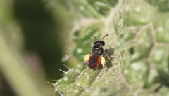 Perditomorpha rufiventris