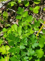 Tauschia kelloggii