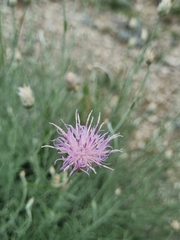 Psephellus czirkejensis