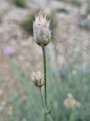 Psephellus czirkejensis