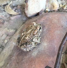 Anaxyrus microscaphus