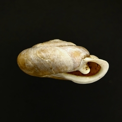 Patera perigrapta