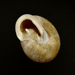 Patera perigrapta