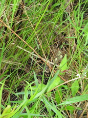 Carex buxbaumii