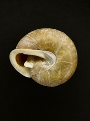 Patera perigrapta