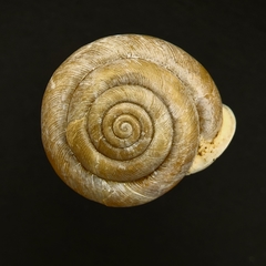 Patera perigrapta