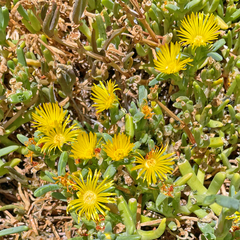 Malephora lutea