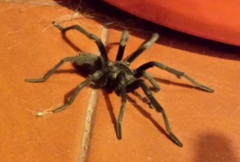 Hemirrhagus chilango