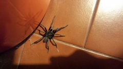 Hemirrhagus chilango