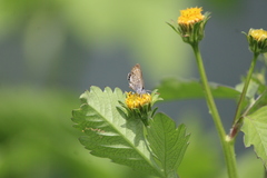 Brephidium exilis exilis
