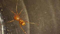 Castianeira trilineata