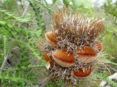 Banksia speciosa