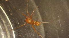 Castianeira trilineata