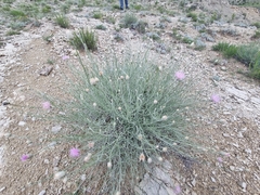 Psephellus czirkejensis