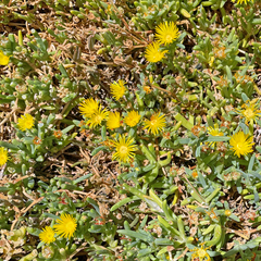 Malephora lutea
