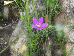 Sabatia arkansana