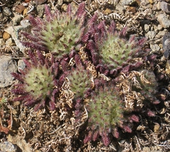 Pedicularis lanata