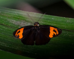 Entheus priassus telemus