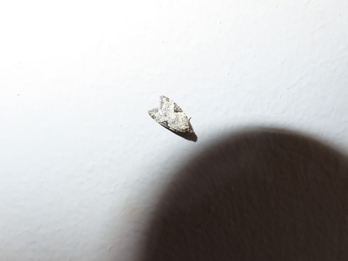 Triangular Anopina photo 5