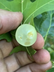 Amphibolips nubilipennis