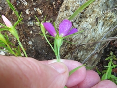 Sabatia arkansana