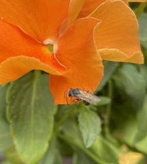 Lasioglossum sisymbrii