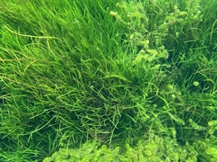 Isoetes philippinensis