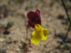 Erythranthe shevockii
