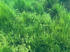Isoetes philippinensis