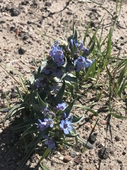 Penstemon angustifolius caudatus