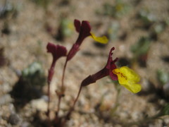 Erythranthe shevockii