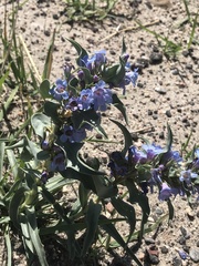 Penstemon angustifolius caudatus