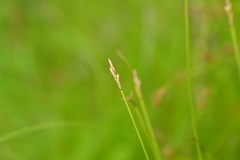 Carex sterilis