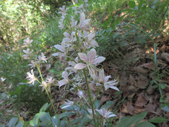 Dictamnus dasycarpus