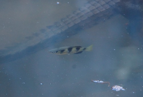 Kimberley archerfish (Toxotes kimberleyensis) — Toxotidae — 4