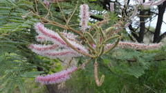 Mimosa benthamii