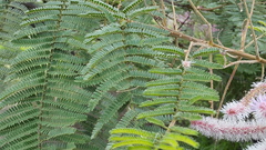 Mimosa benthamii