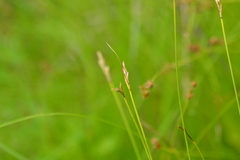 Carex sterilis