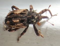 Cryptorhynchus fuscatus