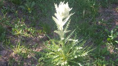 Cirsium culebraense