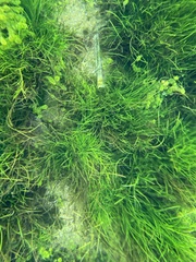 Isoetes philippinensis