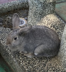 Oryctolagus