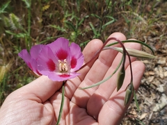 Clarkia gracilis sonomensis