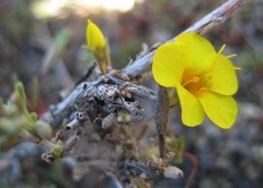 Leptosiphon chrysanthus