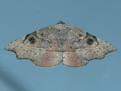 Laspeyria concavata