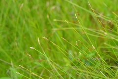 Carex sterilis