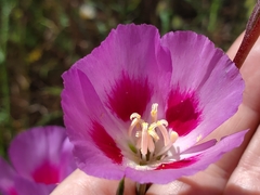 Clarkia gracilis sonomensis