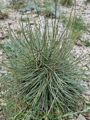 Ephedra procera